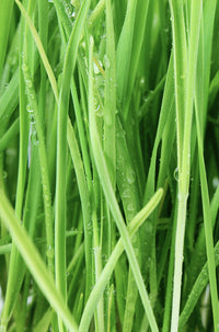 Barley Grass & Wheatgrass