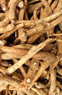 Panax Ginseng