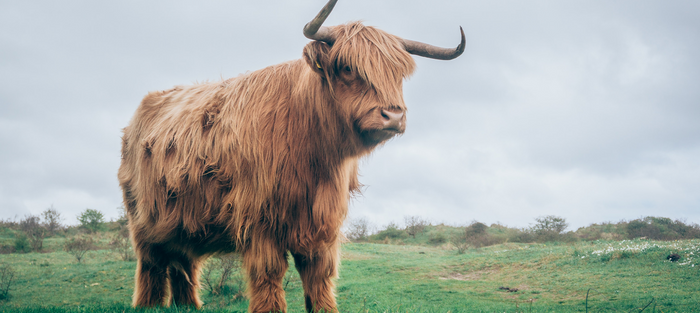 Are Organ Meats Good For You?