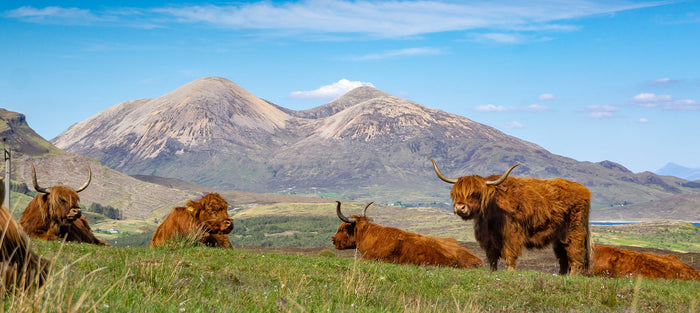 Top Organ Meats to Incorporate in Your Paleo Recipes