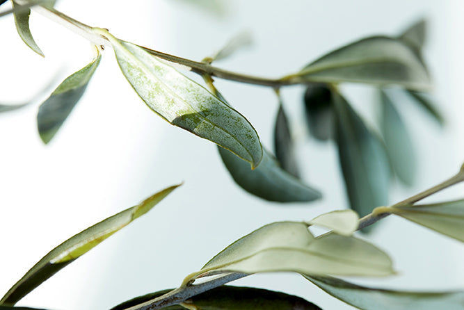 Melrose Essential C+ Immune: Ingredients Focus