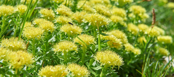 Using Rhodiola as an organic ingredient for stress relief and support