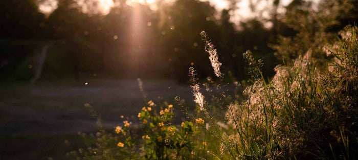 Winter Allergies to Spring Allergies: Seasonal Symptoms, Triggers & Treatments