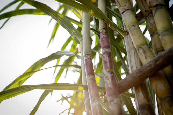 Meet Our Melrose Experts