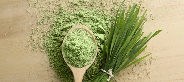 The Underrated Benefits of Wheatgrass Powder